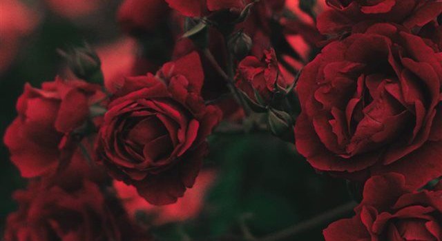 640x1385 Flower Iphone X Wallpaper - Iphone Rose Wallpaper Hd, Hd Wallpapers