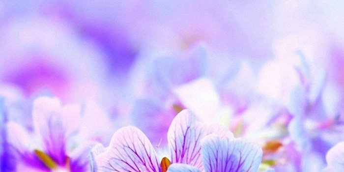 1024x1820 Purple Pretty Flowers iPhone 6s Wallpapers HD Desktop Background
