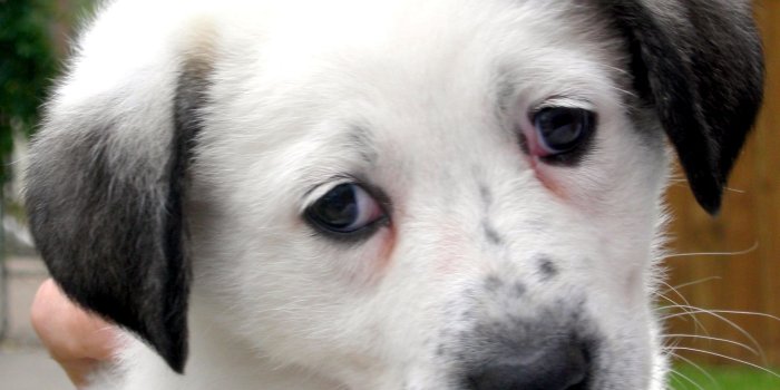 2188x2295 20 Sad Puppy Pictures With Funny Captions - EchoMon