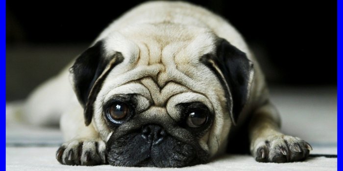 1986x1146 Wallpapers Shocking 75 Background Pictures Cute Dog - Cute Sad Pug