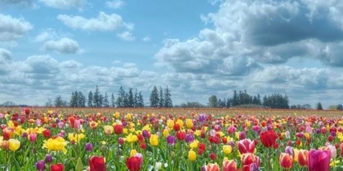 750x1334 25 Flowers iPhone Wallpapers