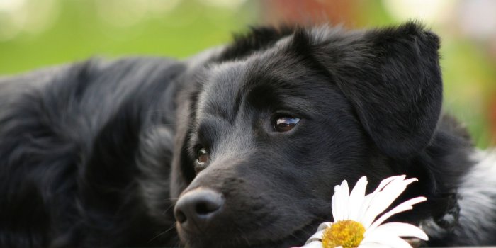 1920x1200 Puppy Wallpaper HD (61+ pictures)