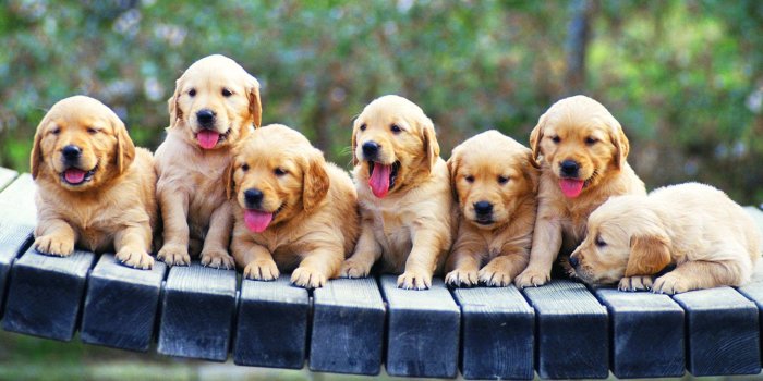 2560x1600 Golden Retriever Puppy Wallpaper (59+), Find HD Wallpapers For Free