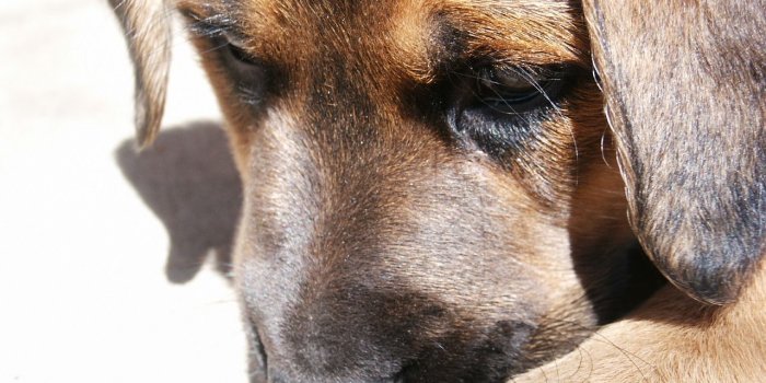 1280x960 Sad German Shepherd puppy photo and wallpaper. Beautiful Sad German