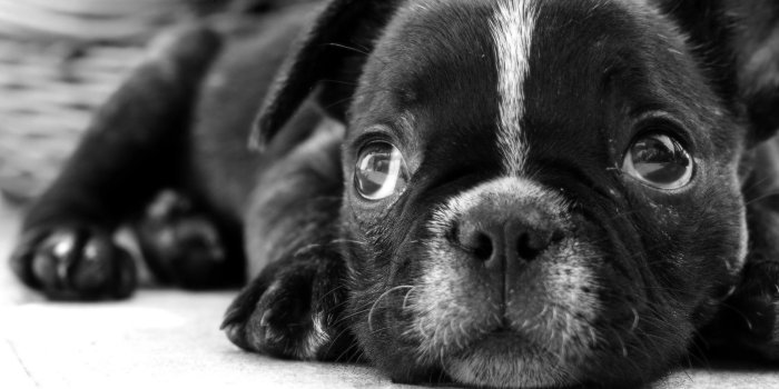 1920x1080 Sad Puppy Face #6945118