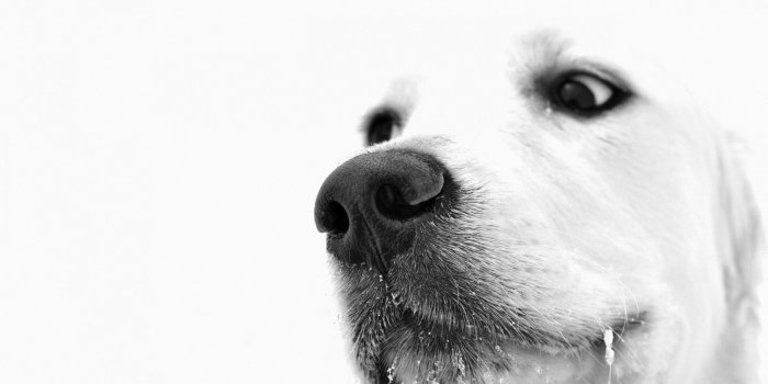 1920x1080 Black and White Dog Wallpaper (56+ images)