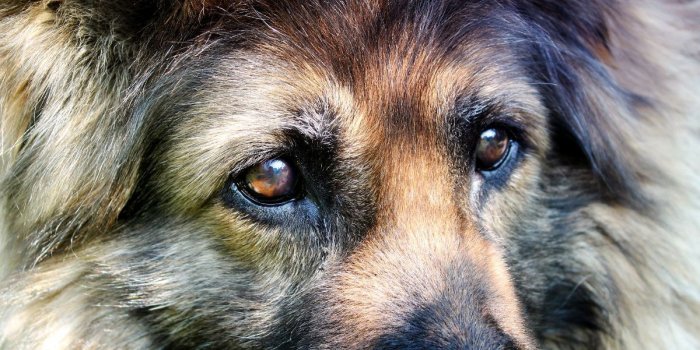 1200x800 From Four-Legged Love in Wallpaper Wizard — HD Desktop Background