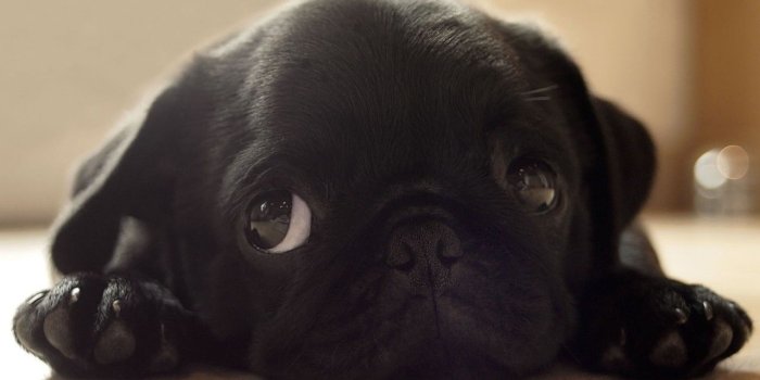 1280x800 Black pug puppy wallpaper - Animal wallpapers - #14626