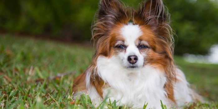 4967x3482 0398 - papillon wallpaper | woodenboxlwp