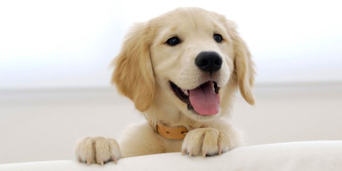 1920x1200 Golden Retriever Puppy HD wallpaper