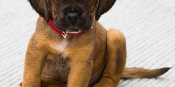 1024x1024 Animal/Puppy (1024x1024) Wallpaper ID: 621360