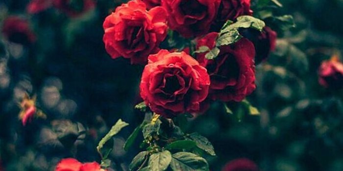 1080x1920 Beautiful Garden Red Roses Flowers iPhone 8 Wallpapers Free Download