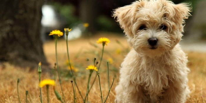 1600x900 60+ Cute Puppy Desktop Wallpapers - Download at WallpaperBro