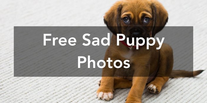 1500x1000 1000+ Great Sad Puppy Photos · Pexels · Free Stock Photos