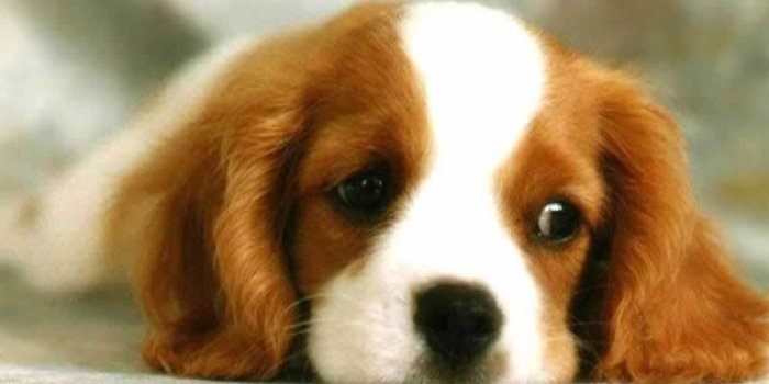 1024x768 Puppy wallpaper | 1024x768 | #74976