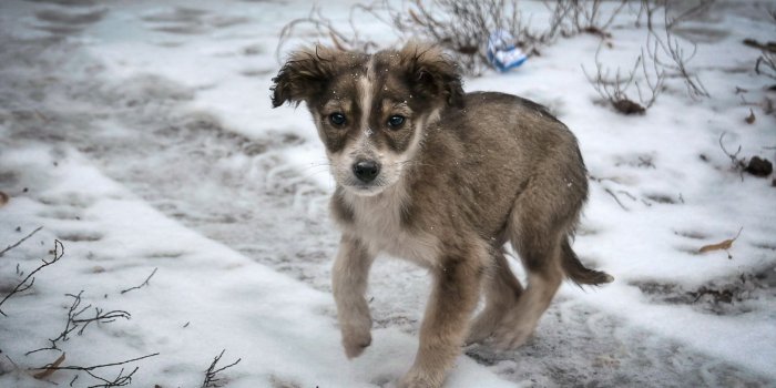 1680x1050 dog, Puppy, Snow, Sad, Lonely Wallpapers HD / Desktop and Mobile