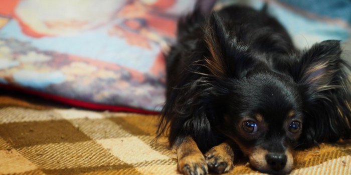 2560x1440 2041202 cute sad puppy lying on pillow in shape of heart | Stock