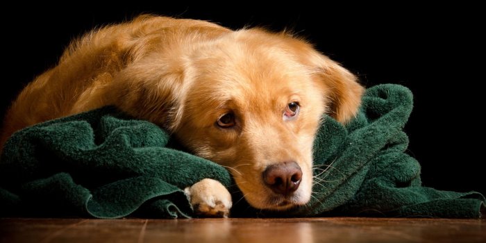 1920x1200 Download wallpapers Golden retriever, sad brown puppy, cute animals
