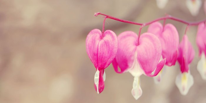 1920x1200 Cute Love Heart wallpaper HD -Free Pink Heart Wallpapers
