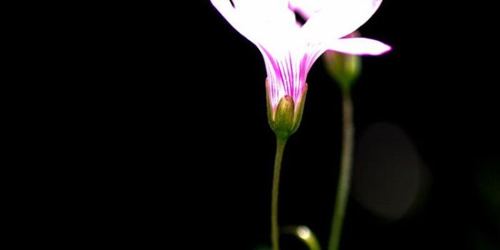 750x1334 Flower Iphone Wallpaper Hd (62+), Find HD Wallpapers For Free