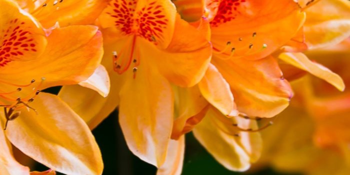 1080x1920 Light Orange Flowers iPhone 6 Plus HD Wallpaper HD - Free Download