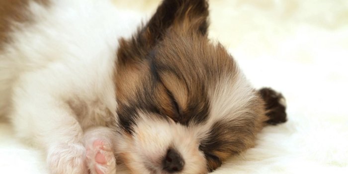 2560x1600 Puppy Wallpaper Iphone (53+), Download 4K Wallpapers For Free