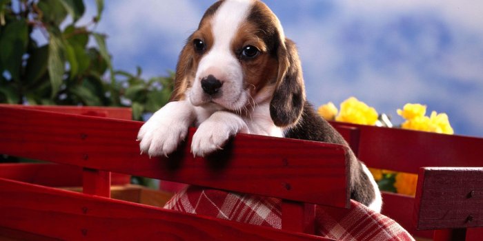 1920x1200 Sad beagle puppy in a red wheelbarrow wallpapers and images