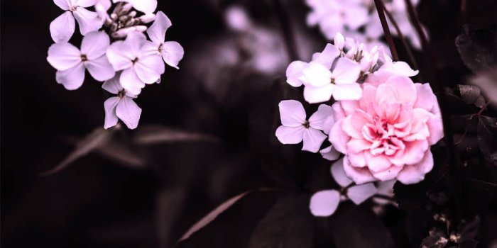 1080x1920 60 Flower Iphone Wallpaper - Free HD Wallpapers