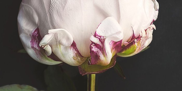 1125x2436 Flower iPhone X Wallpapers Free Download