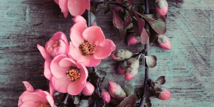 1113x1920 45+ Pink Flower iPhone Wallpapers - Download at WallpaperBro