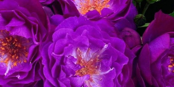 1080x1920 Flower iPhone Wallpapers