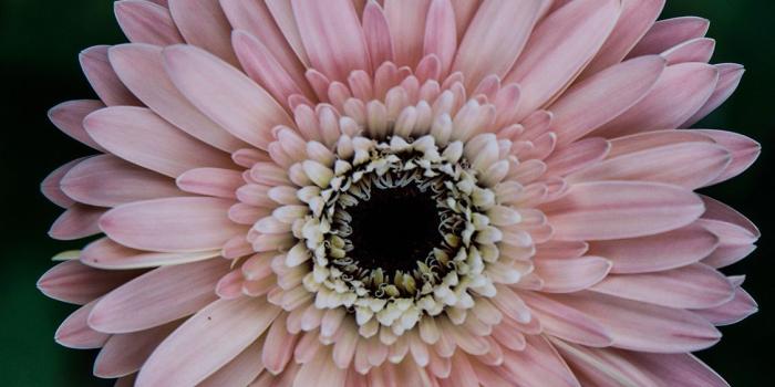 1125x2436 iPhoneXpapers.com | iPhone X wallpaper | nd69-flower-center-pink