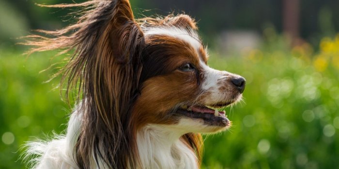 1280x854 0398 - papillon wallpaper | woodenboxlwp