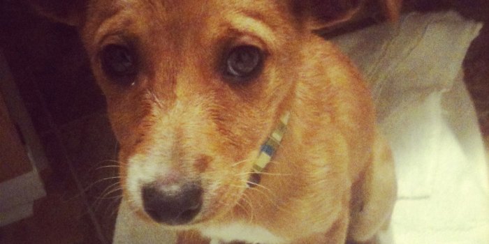 1536x1536 Pictures Of Sad Puppy Dog Faces | Wallpapersimages.org