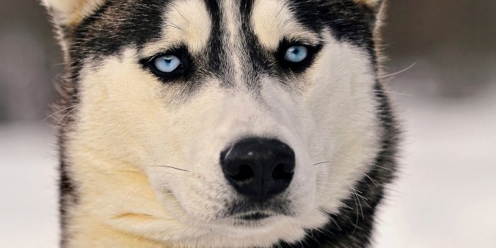 1920x1080 Cute Puppies With Blue Eyes HD Wallpaper, Background Images