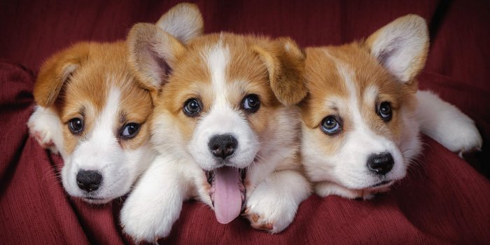 1920x1200 52 Cute Puppy Backgrounds - Free HD Wallpapers