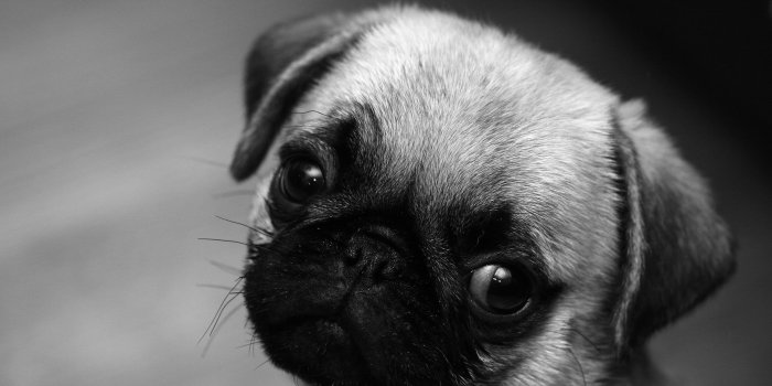 2048x1536 65+ Pug Puppy Wallpapers on WallpaperPlay
