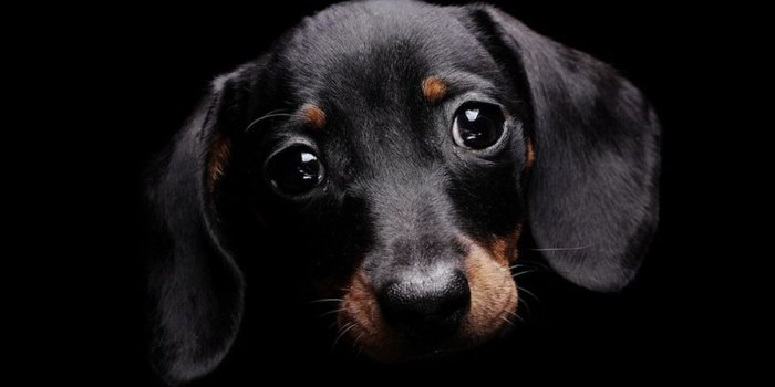 1440x900 Desktop cutest puppy wallpapers download