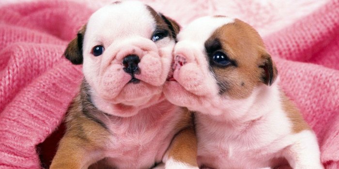 1920x1440 Cute Boxer Puppies - Wallpaper, High Definition, High Quality