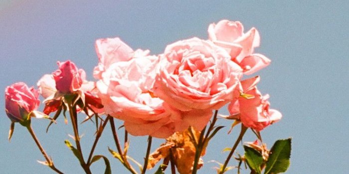 750x1386 pastel flowers Tumblr posts - Tumbral.com