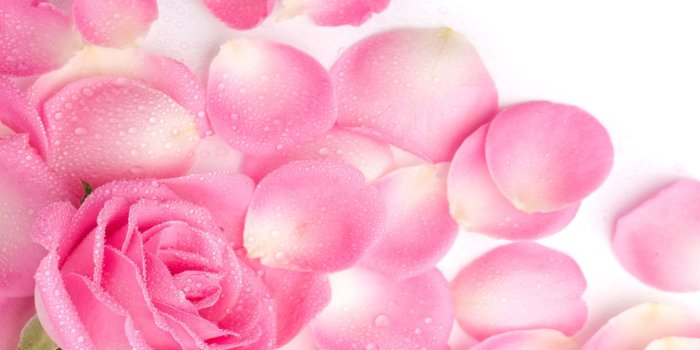 2560x1600 Free Download Pink Aesthetic Background Flowers - india's wallpaper