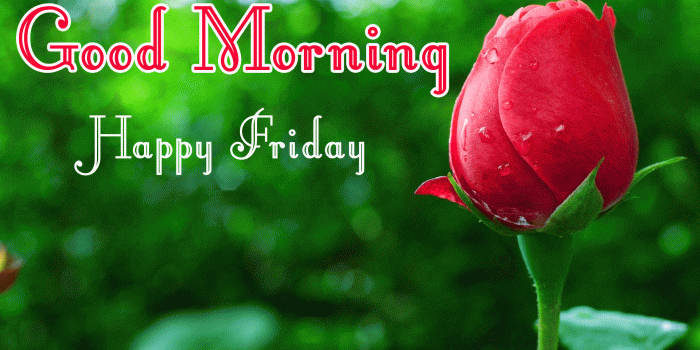 1920x1080 328+ Good morning beautiful friday Images Photo Pics Wallpaper HD