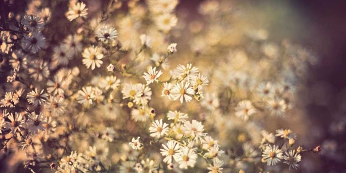1200x960 Field Of Flowers Vintage Background HD Wallpaper, Background Images