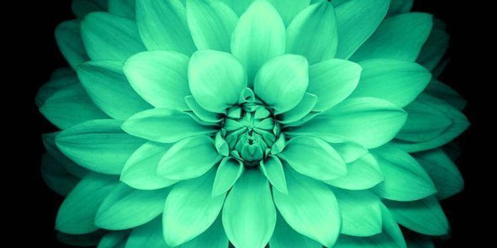 736x1309 Mint Green Wallpapers