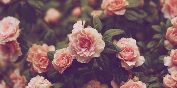2000x1336 Vintage Flowers Wallpapers (27+)