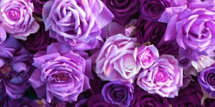 720x1280 Sahar Khaled on floral | Purple wallpaper, Violet aesthetic