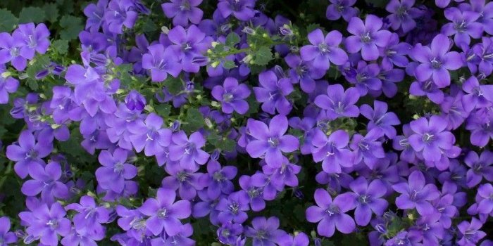 853x1280 Beauty in purple...