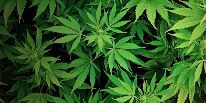 1600x1422 Wallpaper | Cannabis | Weed wallpaper, Cannabis wallpaper, Cannabis