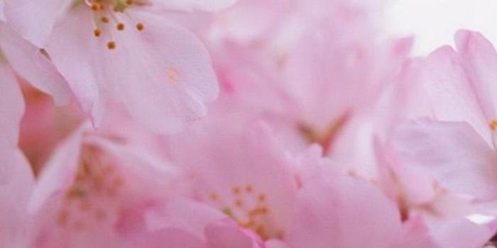 1080x1920 45+ Pink Flower iPhone Wallpapers - Download at WallpaperBro