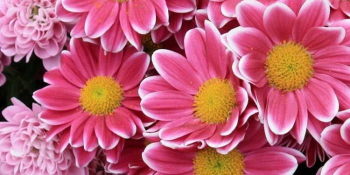 750x1334 Fresh pink flowers iPhone 6 Wallpaper | Wallpapers | Flower iphone